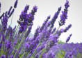 /album/photogallery/lavender-jpg/