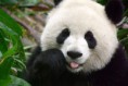 /album/photo-gallery-panda/panda-1-jpg/