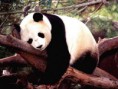 /album/photo-gallery-panda/panda-bear-wallpaper-jpg/